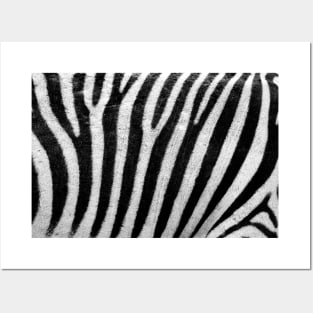 ZebraStripes Posters and Art